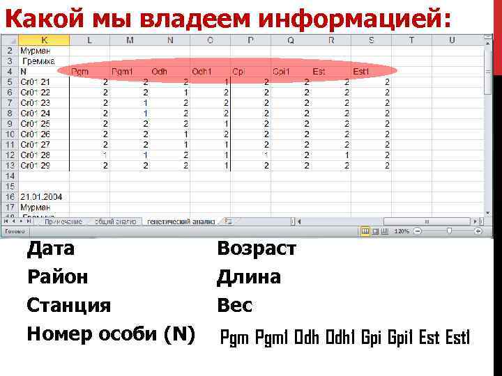 Какой мы владеем информацией: Дата Район Станция Номер особи (N) Возраст Длина Вес Pgm