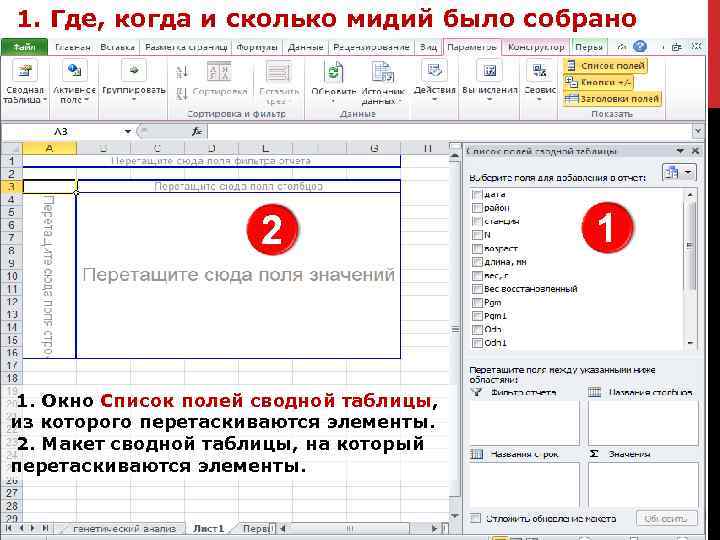 1. Где, когда и сколько мидий было собрано 2 1. Окно Список полей сводной