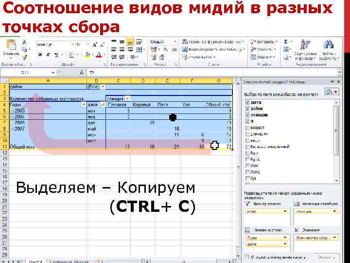 Соотношение видов мидий в разных точках сбора Выделяем – Копируем (CTRL+ C) 