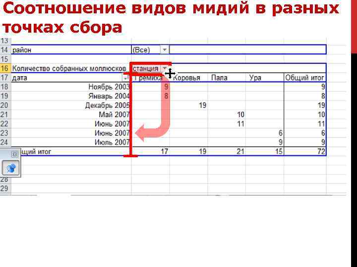 Соотношение видов мидий в разных точках сбора 