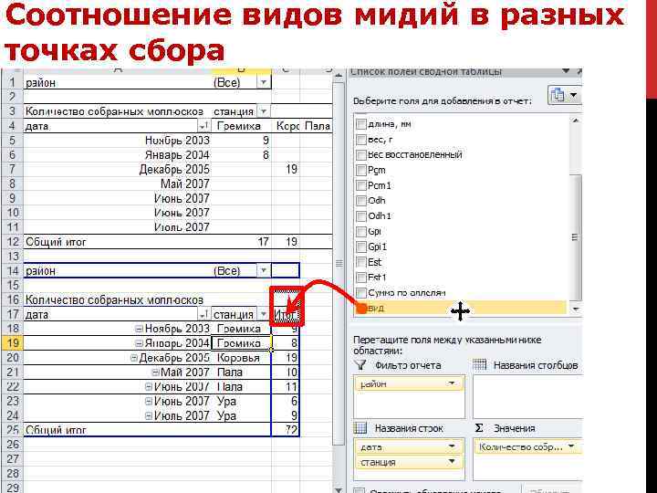 Соотношение видов мидий в разных точках сбора 