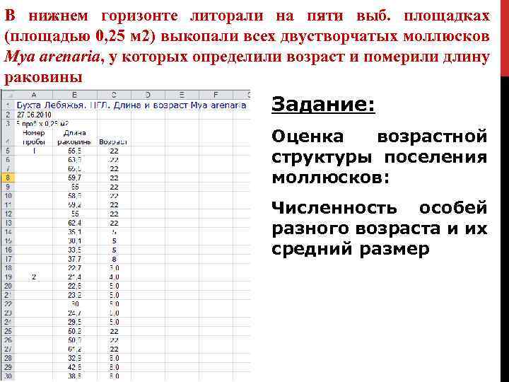 В нижнем горизонте литорали на пяти выб. площадках (площадью 0, 25 м 2) выкопали