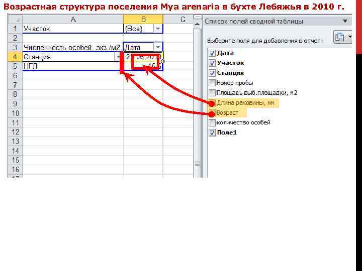 Возрастная структура поселения Mya arenaria в бухте Лебяжья в 2010 г. 