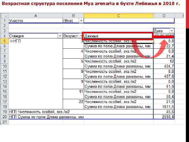 Возрастная структура поселения Mya arenaria в бухте Лебяжья в 2010 г. 