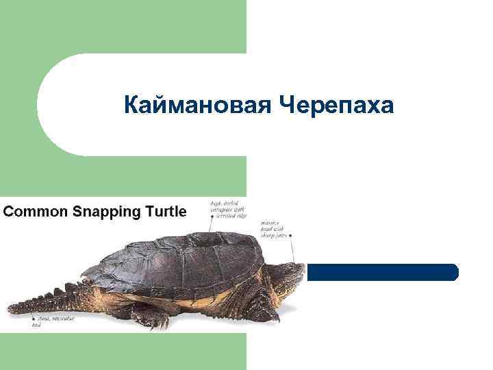 Каймановая Черепаха 