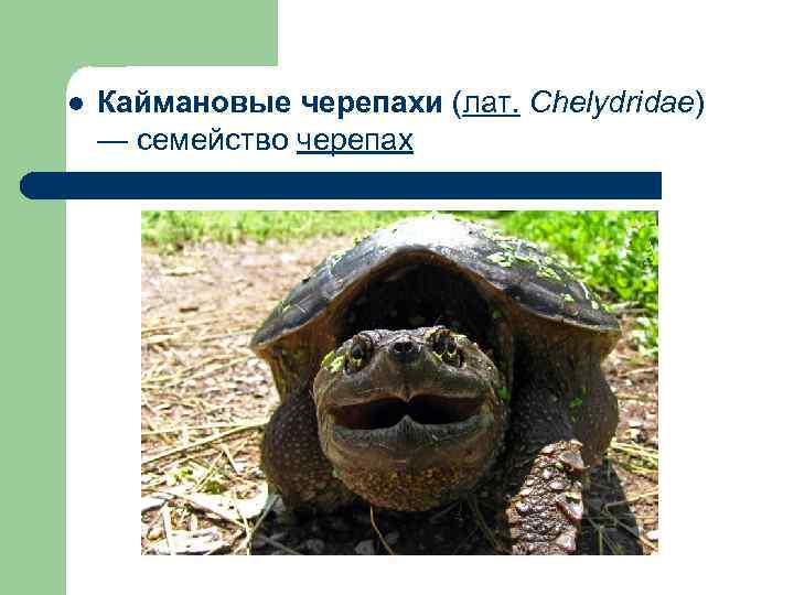l Каймановые черепахи (лат. Chelydridae) — семейство черепах 