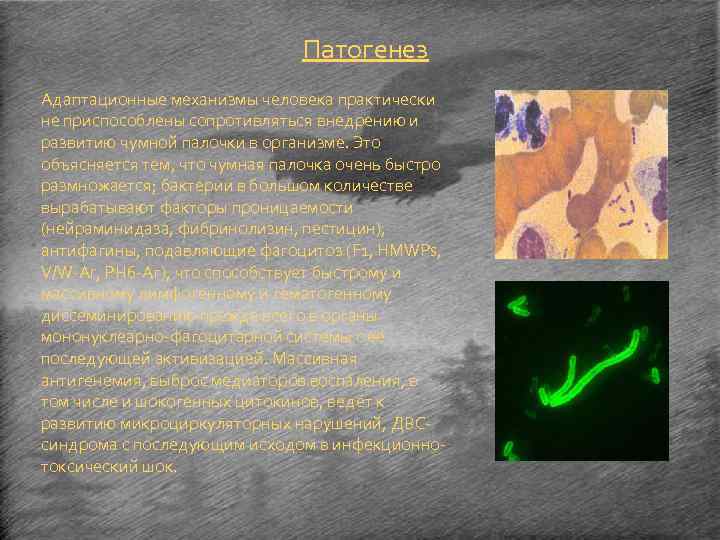 Патогенез Адаптационные механизмы человека практически не приспособлены сопротивляться внедрению и развитию чумной палочки в