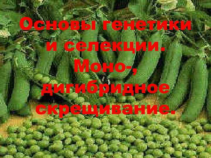 Основы генетики и селекции. Моно-, дигибридное скрещивание. 