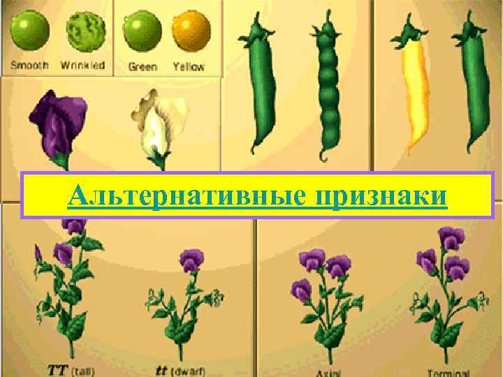 Альтернативные признаки 