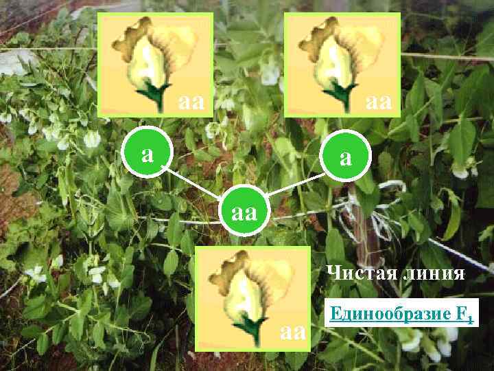 аа аа а а аа Чистая линия аа Единообразие F 1 