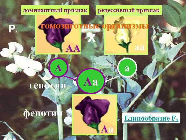 доминантный признак Р. рецессивный признак гомозиготные организмы АА Х аа А генотип а Аа