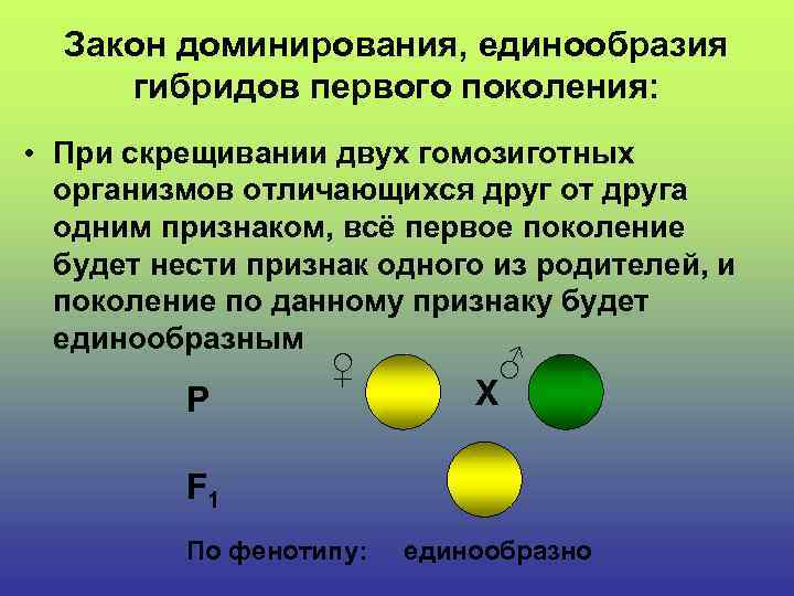 Закон доминирования, единообразия гибридов первого поколения: • При скрещивании двух гомозиготных организмов отличающихся друг