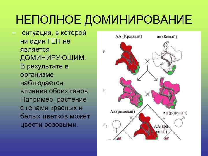 НЕПОЛНОЕ ДОМИНИРОВАНИЕ - ситуация, в которой ни один ГЕН не является ДОМИНИРУЮЩИМ. В результате