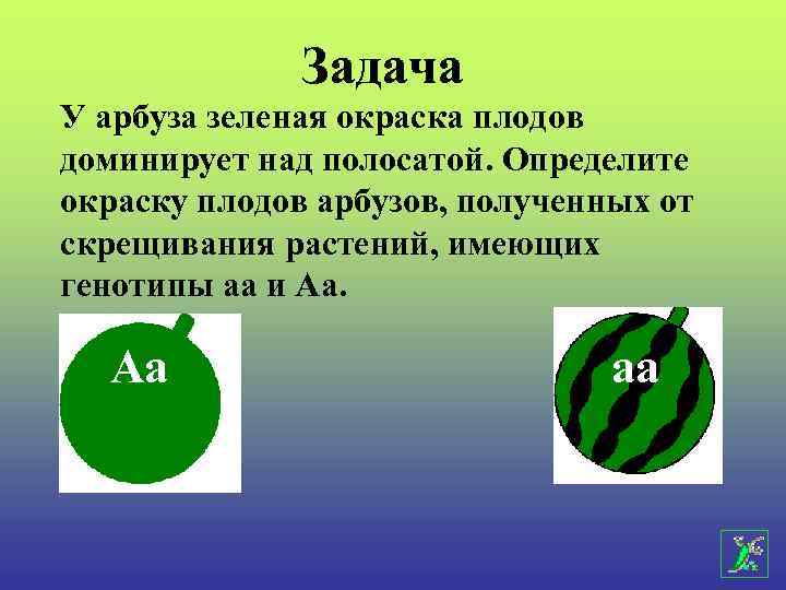 Задача У арбуза зеленая окраска плодов доминирует над полосатой. Определите окраску плодов арбузов, полученных