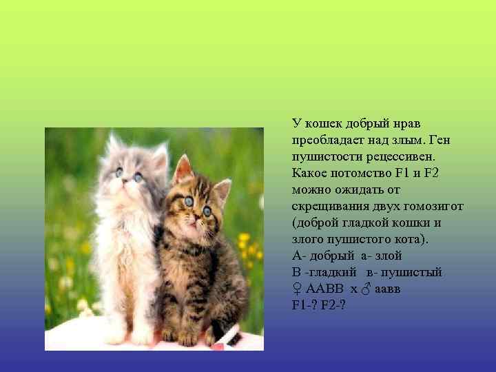У кошек добрый нрав преобладает над злым. Ген пушистости рецессивен. Какое потомство F 1