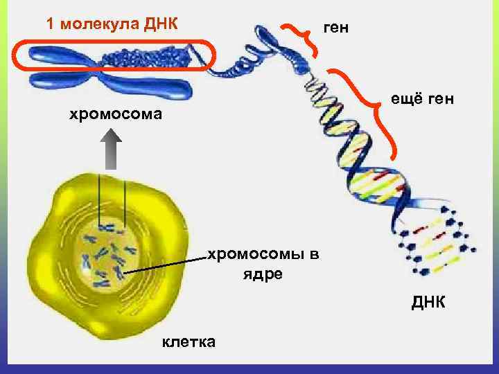 1 молекула ДНК ген ещё ген хромосома хромосомы в ядре ДНК клетка 