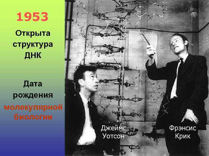 1953 Открыта структура ДНК Дата рождения молекулярной биологии Джеймс Уотсон Фрэнсис Крик 