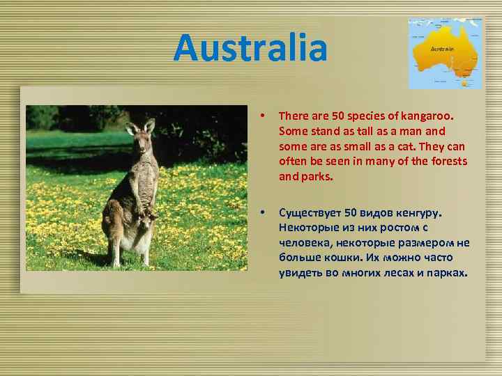 Australia • There are 50 species of kangaroo. Some stand as tall as a
