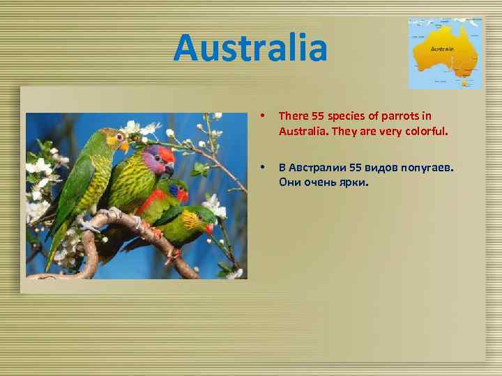 Australia • There 55 species of parrots in Australia. They are very colorful. •