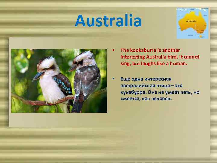 Australia • The kookaburra is another interesting Australia bird. It cannot sing, but laughs