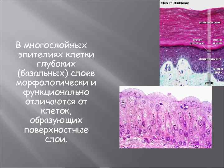 В многослойных эпителиях клетки глубоких (базальных) слоев морфологически и функционально отличаются от клеток, образующих