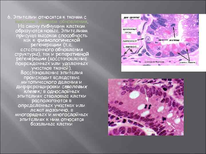 6. Эпителии относятся к тканям с высоким уровнем обновления. На смену гибнущим клеткам образуются