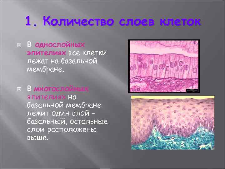 1. Количество слоев клеток В однослойных эпителиях все клетки лежат на базальной мембране. В