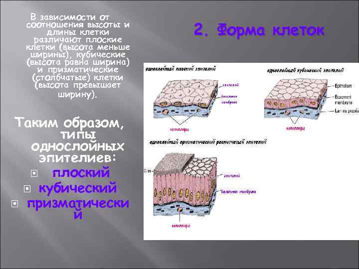 В зависимости от соотношения высоты и длины клетки различают плоские клетки (высота меньше ширины),