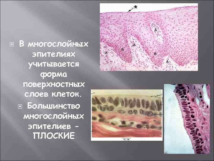 Образцы буккального эпителия что это