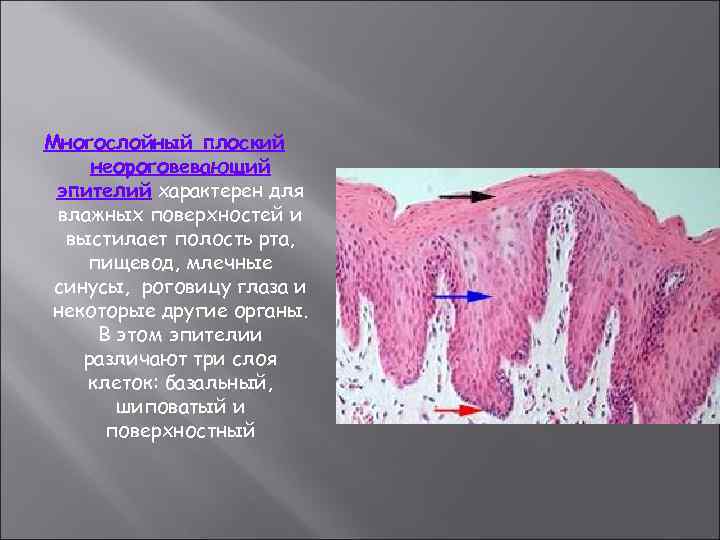 Многослойный плоский неороговевающий эпителий характерен для влажных поверхностей и выстилает полость рта, пищевод, млечные