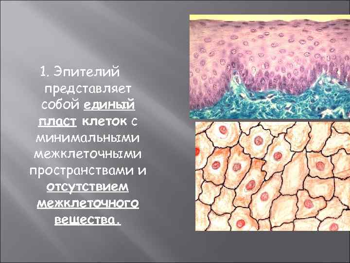 1. Эпителий представляет собой единый пласт клеток с минимальными межклеточными пространствами и отсутствием межклеточного