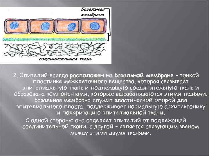 2. Эпителий всегда расположен на базальной мембране – тонкой пластинке межклеточного вещества, которая связывает