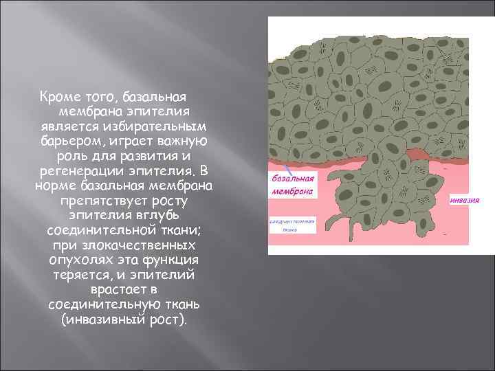 Кроме того, базальная мембрана эпителия является избирательным барьером, играет важную роль для развития и