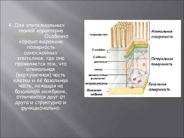 4. Для эпителиальных тканей характерна полярность. Особенно хорошо выражена полярность однослойных эпителиев, где она