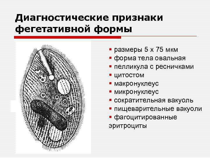 Диагностические признаки фегетативной формы § размеры 5 x 75 мкм § форма тела овальная