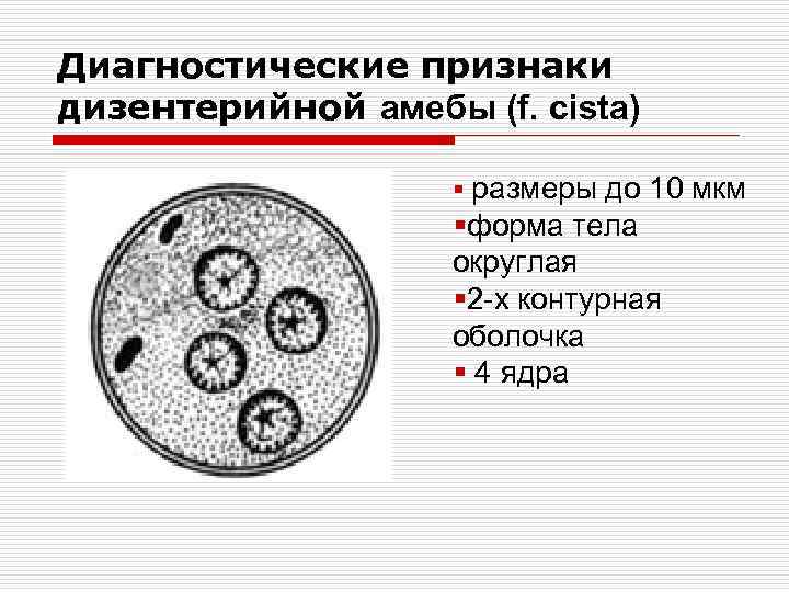 Дизентерийная амеба вегетативная форма