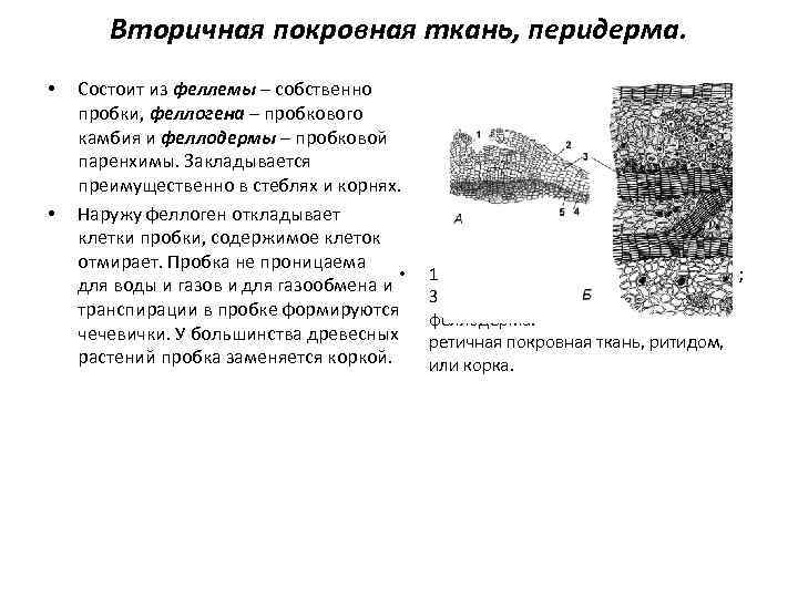 Вторичная покровная ткань, перидерма. • • Состоит из феллемы – собственно пробки, феллогена –