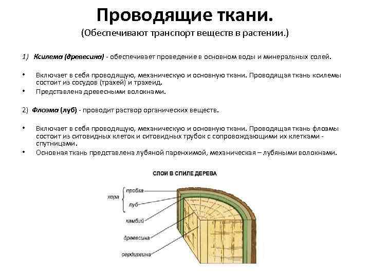 Проводящие ткани. (Обеспечивают транспорт веществ в растении. ) 1) Ксилема (древесина) - обеспечивает проведение