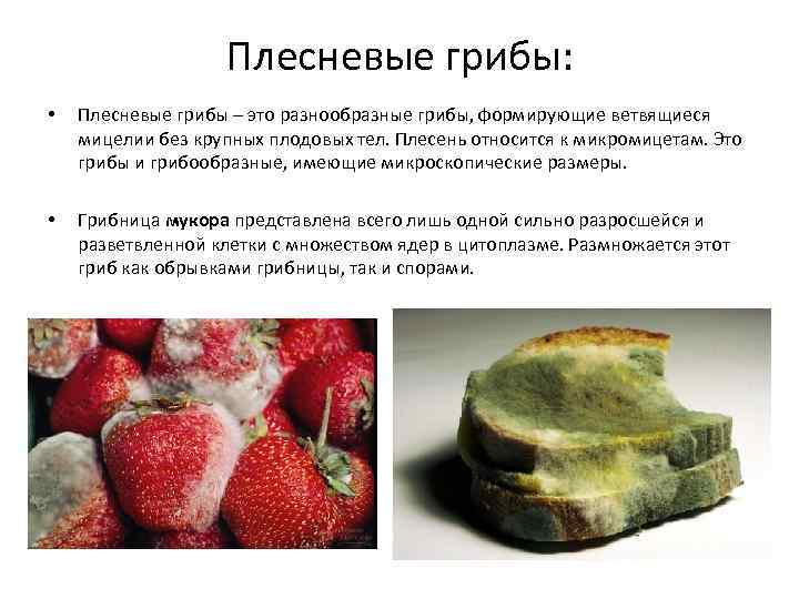 Плесневые грибы: • Плесневые грибы – это разнообразные грибы, формирующие ветвящиеся мицелии без крупных