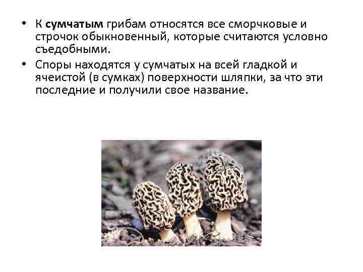 К какому веществу относятся грибы. Шляпочные грибы сумчатые грибы. К сумчатым грибам относятся.