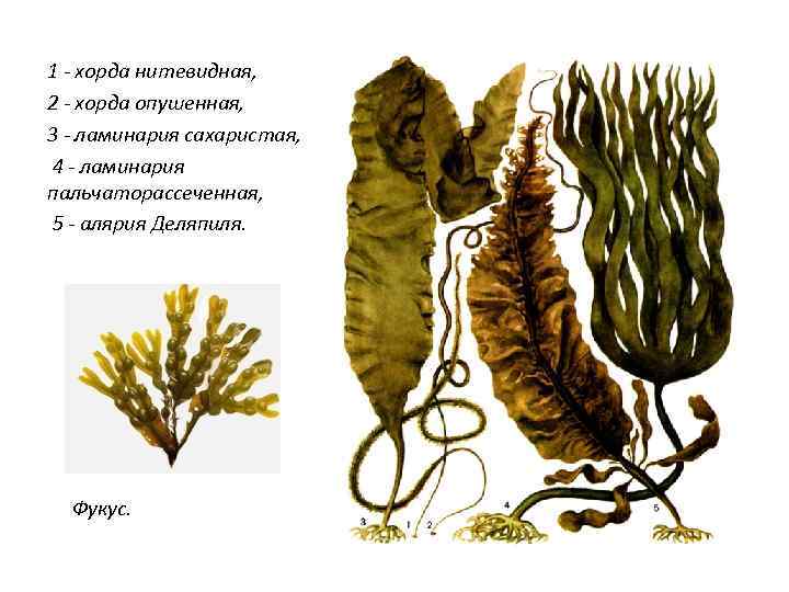 Какие организмы относят к бурым водорослям. Отдел бурые водоросли водоросли ламинария. Ламинария сахаристая рисунок. Тип таллома ламинарии пальчатой. Ламинария сахаристая строение.