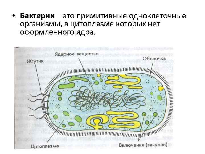  • Бактерии – это примитивные одноклеточные организмы, в цитоплазме которых нет оформленного ядра.