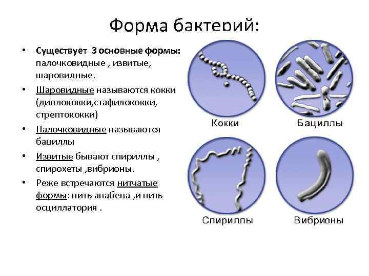 Форма бактерий: • Существует 3 основные формы: палочковидные , извитые, шаровидные. • Шаровидные называются