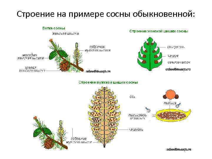 Строение на примере сосны обыкновенной: 