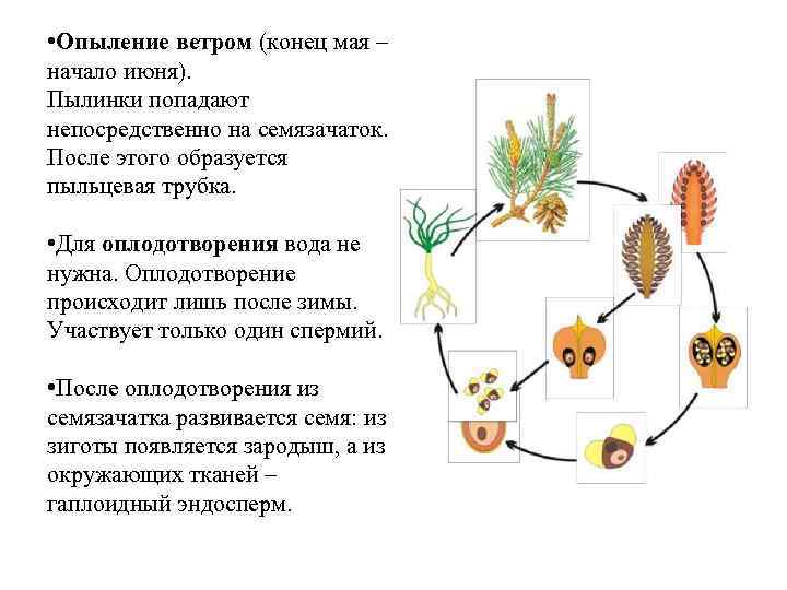 Орган растений развивающийся из семязачатка
