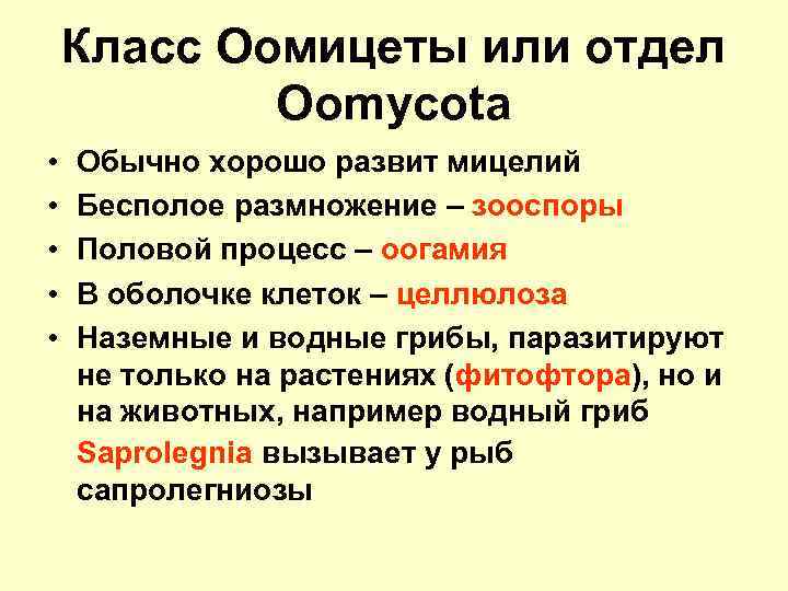 Класс Оомицеты или отдел Oomycota • • • Обычно хорошо развит мицелий Бесполое размножение