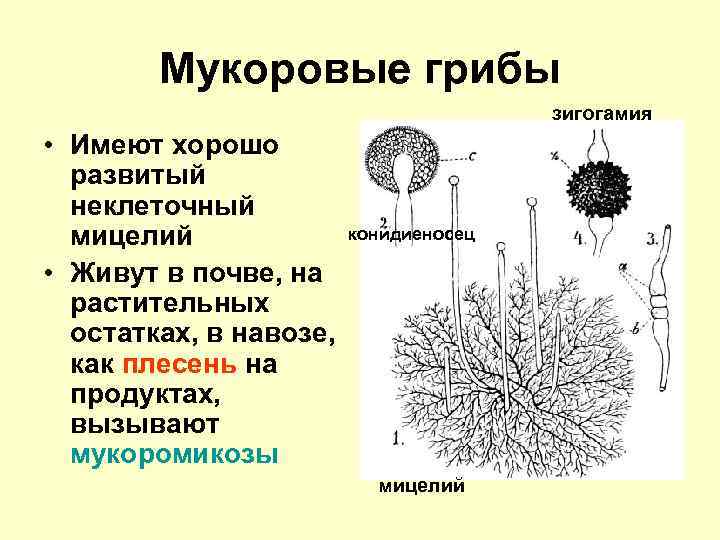 Мукоровые грибы зигогамия • Имеют хорошо развитый неклеточный мицелий • Живут в почве, на