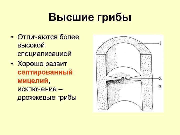 Высшие грибы • Отличаются более высокой специализацией • Хорошо развит септированный мицелий, исключение –