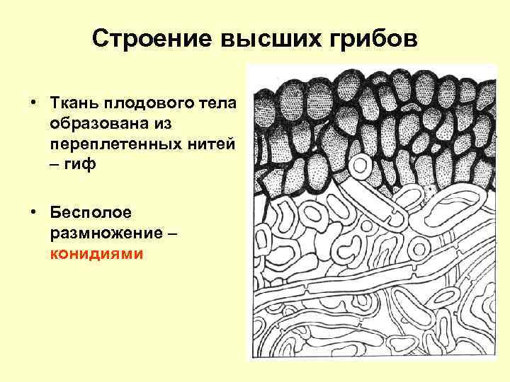 Строение высших грибов • Ткань плодового тела образована из переплетенных нитей – гиф •