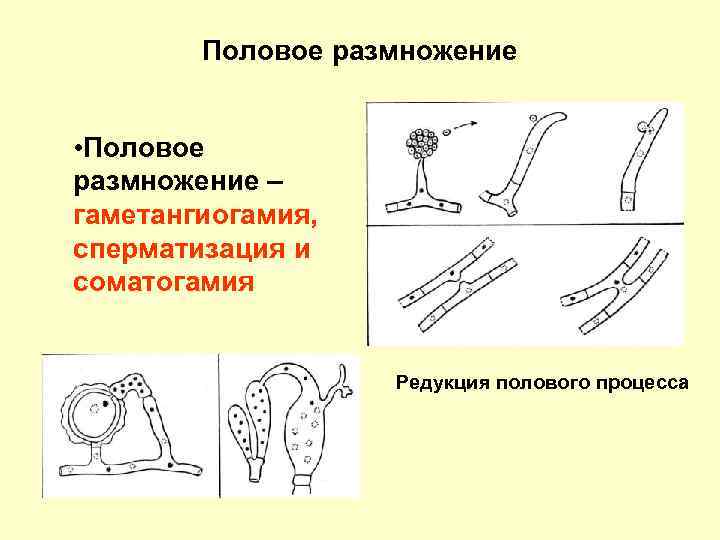 Половое размножение • Половое размножение – гаметангиогамия, сперматизация и соматогамия Редукция полового процесса 